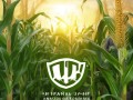 玉米品牌的广告宣传案例，让品牌更上一层楼！