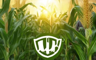 玉米品牌的广告宣传案例，让品牌更上一层楼！
